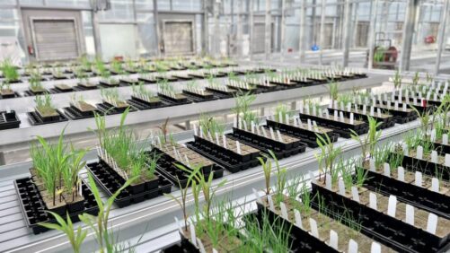Rewriting the Rules: How Enko Is Using AI to Fast-Track the Future of Herbicides