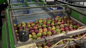 All-Natural, Postharvest Specialist Akorn Announces Brazil Expansion