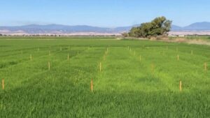 BioConsortia Closes Financing to Accelerate Launch of Next-Generation Nitrogen-Fixing Biofertilizer and Fuel Global Expansion