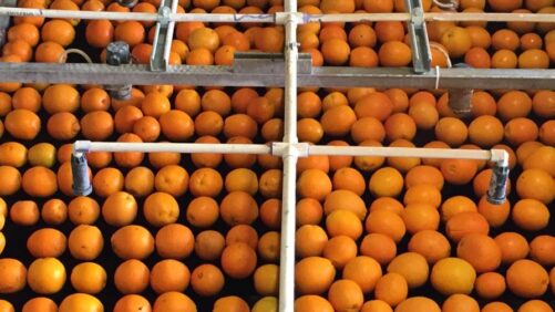 Akorn’s All-Natural Fungicides Move Forward
