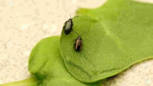 Canada: Renaissance BioScience Secures Funding to Combat Canola Flea Beetles