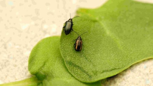 Canada: Renaissance BioScience Secures Funding to Combat Canola Flea Beetles