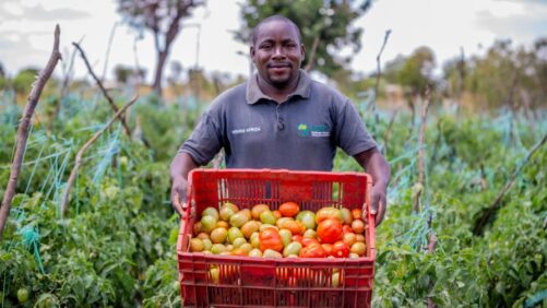 Africa: Regenerative Agriculture Yields Big Wins for Farmers and Climate in Eastern Kenya