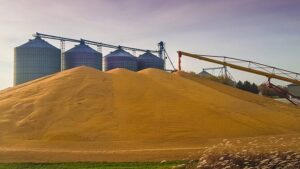 Record U.S. Grain Harvest Collides with Storage Crunch, Weak Soybean Demand, and Trade Uncertainty
