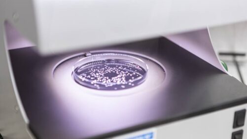 Syngenta and Amoeba SA to Develop and Commercialize Biocontrol Solutions in the EU and UK