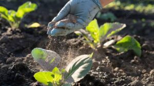 Biologicals Gain Ground in India and Southeast Asia as Governments Back Soil Health and Organic Farming