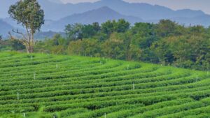 Navigating New Rules: Southeast Asian Countries Tighten Standards for Biologicals and Crop Protection Products