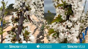 Futureco Bioscience Launches Biostimulant Sincronitza for Synchronized Bud Break and Flowering