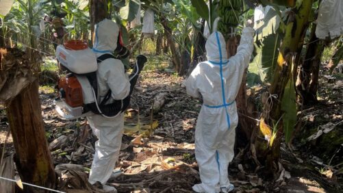 Protecting Banana Crops Sustainably: SynTech Research’s Global Network in Action