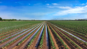 Crop Protection Market Development in Central America