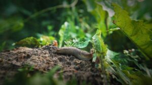 Nichino Europe Secures Exclusive Distribution Rights for Vitrol in Europe