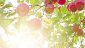 Targeted Advancement of AMALGEROL Biostimulant Portfolio to Support Plant Resilience Under Climate Stress