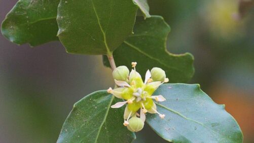 From Chile’s Forests to Fields, Syngenta Brings Botanical-Based Biofungicide to the Americas