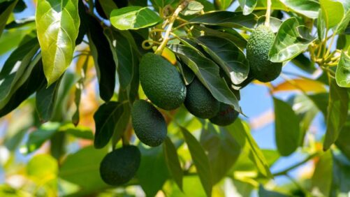 Brazil, Argentina, Mexico: What’s Driving Crop Protection Markets in 2026