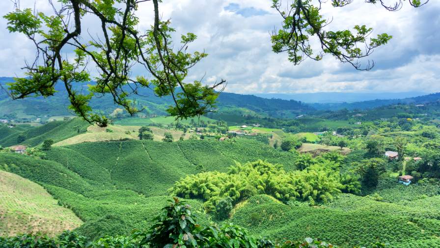 Colombian Agriculture: A Market in Transition