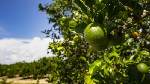 Cyantraniliprole Regulation in Asia-Pacific Remains Stable Despite U.S., EU Pressure