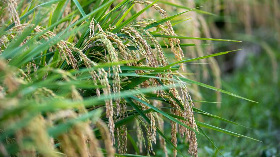 Rice crop photo Envato