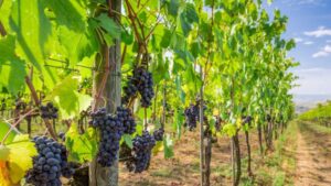 Andermatt and Provivi Form European Distribution Agreement