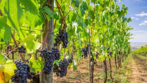 Andermatt and Provivi Form European Distribution Agreement