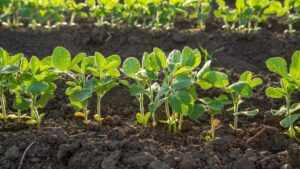 Food Manufacturing Demand for Non-GMO Soybeans Drives Identity-Preserved Supply Chain Development