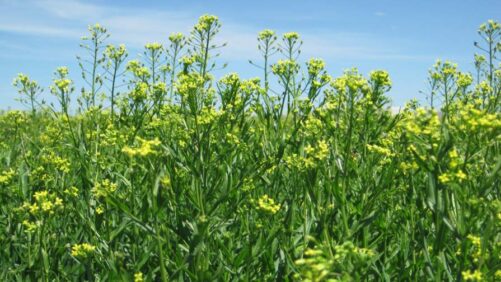 Bayer and bp Form Strategic Alliance to Jointly Scale Camelina as Intermediate Crop for Biofuels