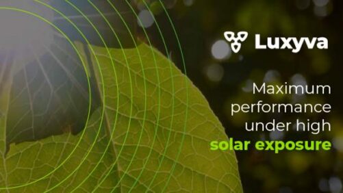 Rovensa Next Introduces LUXYVA in Mexico to Help Crops Thrive Under Intense Solar Radiation