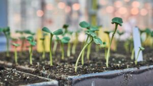 Seed Industry Applauds EU Approval of New Genomic Techniques Regulation