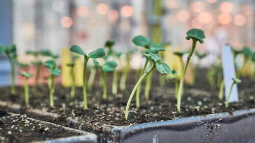 Seed Industry Applauds EU Approval of New Genomic Techniques Regulation