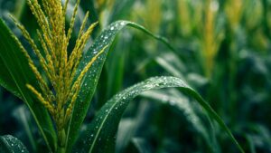 Surfactants: Supply Chain, Formulations, and Regulations