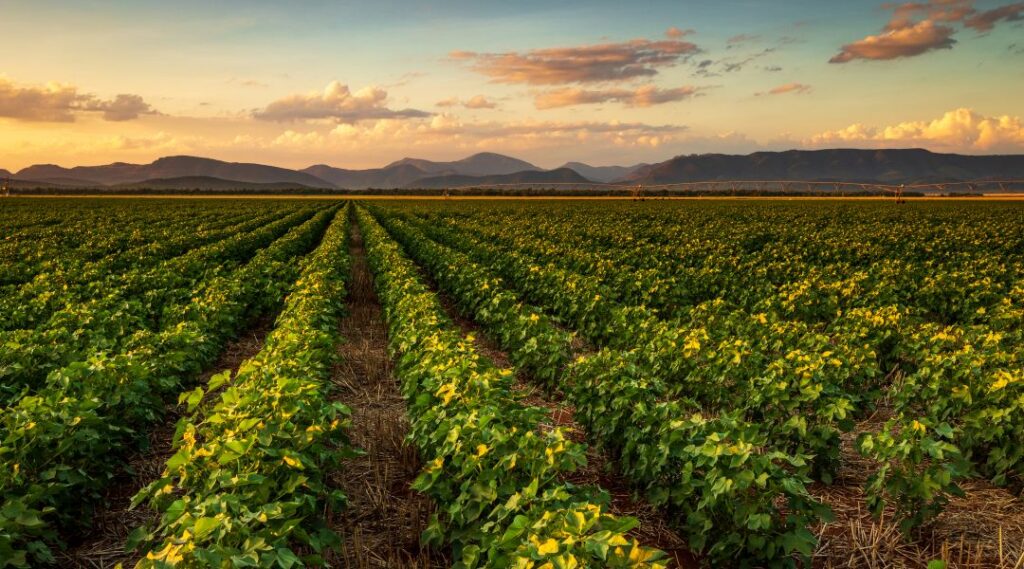 Africa’s Crop Protection Market Enters a New Era of Opportunity and Uncertainty