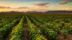 Africa’s Crop Protection Market Enters a New Era of Opportunity and Uncertainty