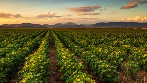Africa’s Crop Protection Market Enters a New Era of Opportunity and Uncertainty