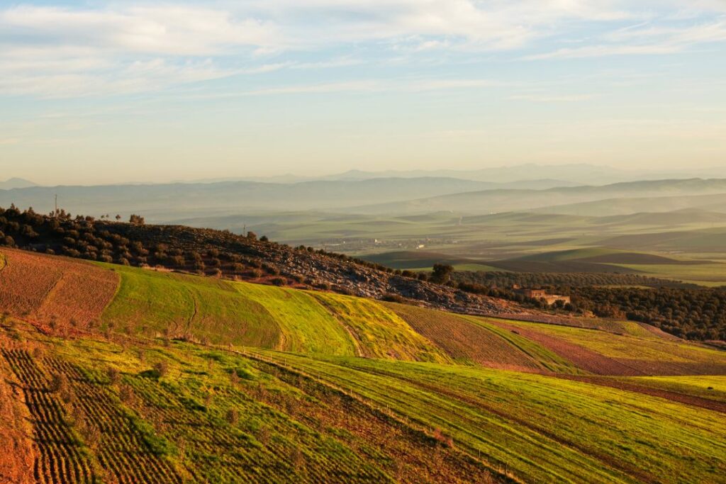 Breaking Into Morocco’s Crop Protection Market: What Global Companies Need to Know