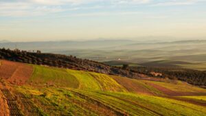 Breaking Into Morocco’s Crop Protection Market: What Global Companies Need to Know