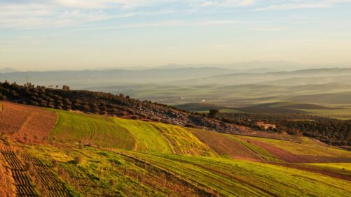 Breaking Into Morocco’s Crop Protection Market: What Global Companies Need to Know