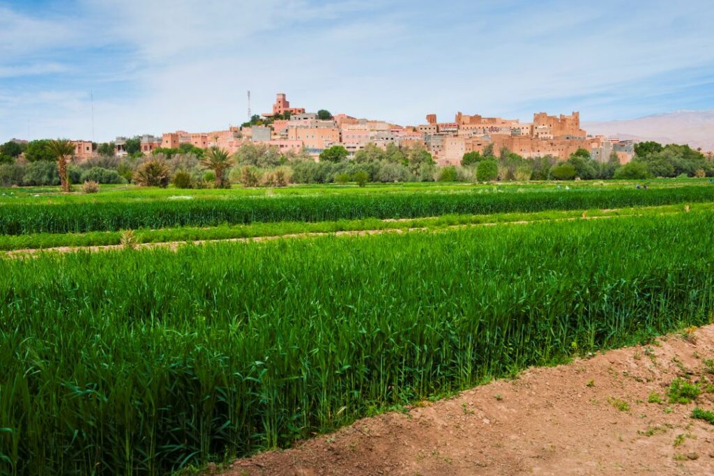 Morocco’s CRO Market: 5 Trends Reshaping Agricultural R&D Across Africa