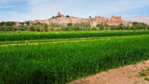 Morocco’s CRO Market: 5 Trends Reshaping Agricultural R&D Across Africa