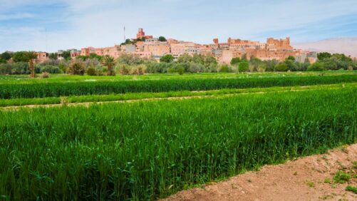 Morocco’s CRO Market: 5 Trends Reshaping Agricultural R&D Across Africa