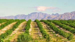 Africa’s Window of Opportunity: Why Biologicals Are Opening New Doors for Crop Protection Companies