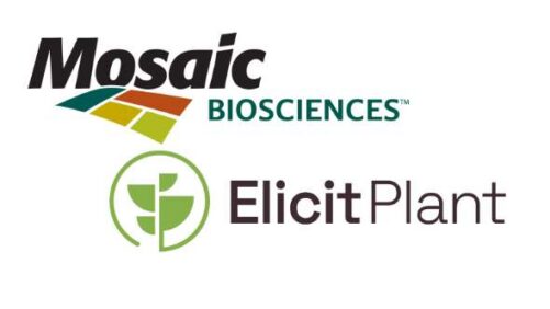 Mosaic Biosciences and Elicit Plant Launch Joint Program to Develop New Canola Solutions for North America
