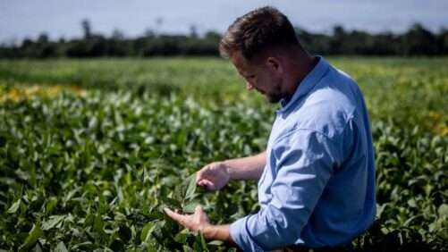 BASF Agricultural Solutions Starts Global Registration of Novel PPO Herbicide Replexor Active