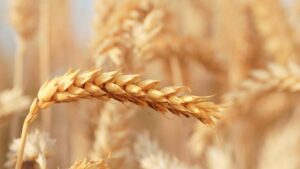 Bayer Signs Licensing Agreement with RAGT and Begins Broad Hybrid Wheat Commercialization by Early 2030s