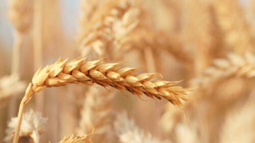 Bayer Signs Licensing Agreement with RAGT and Begins Broad Hybrid Wheat Commercialization by Early 2030s