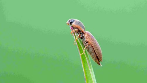 Renaissance BioScience Receives Genome BC Funding to Extend RNAi Biopesticide Platform to Target Soil-Dwelling Crop Pests