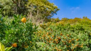 Integrated Pest Management in Africa: 5 Strategic Shifts Crop Protection Companies Must Make to Support Growers