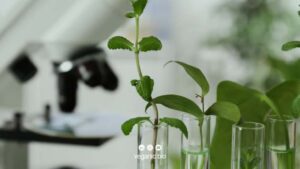 Veganic Unveils a New Approach to Crop Resilience with Plant Primers