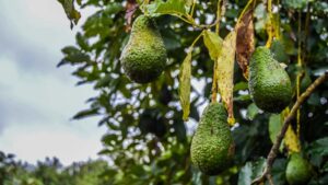 How Biologicals and Synthetics Are Shaping the Future of Crop Protection in Africa