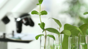 In Pursuit of Excellence: How Veganic Is Scaling for Success