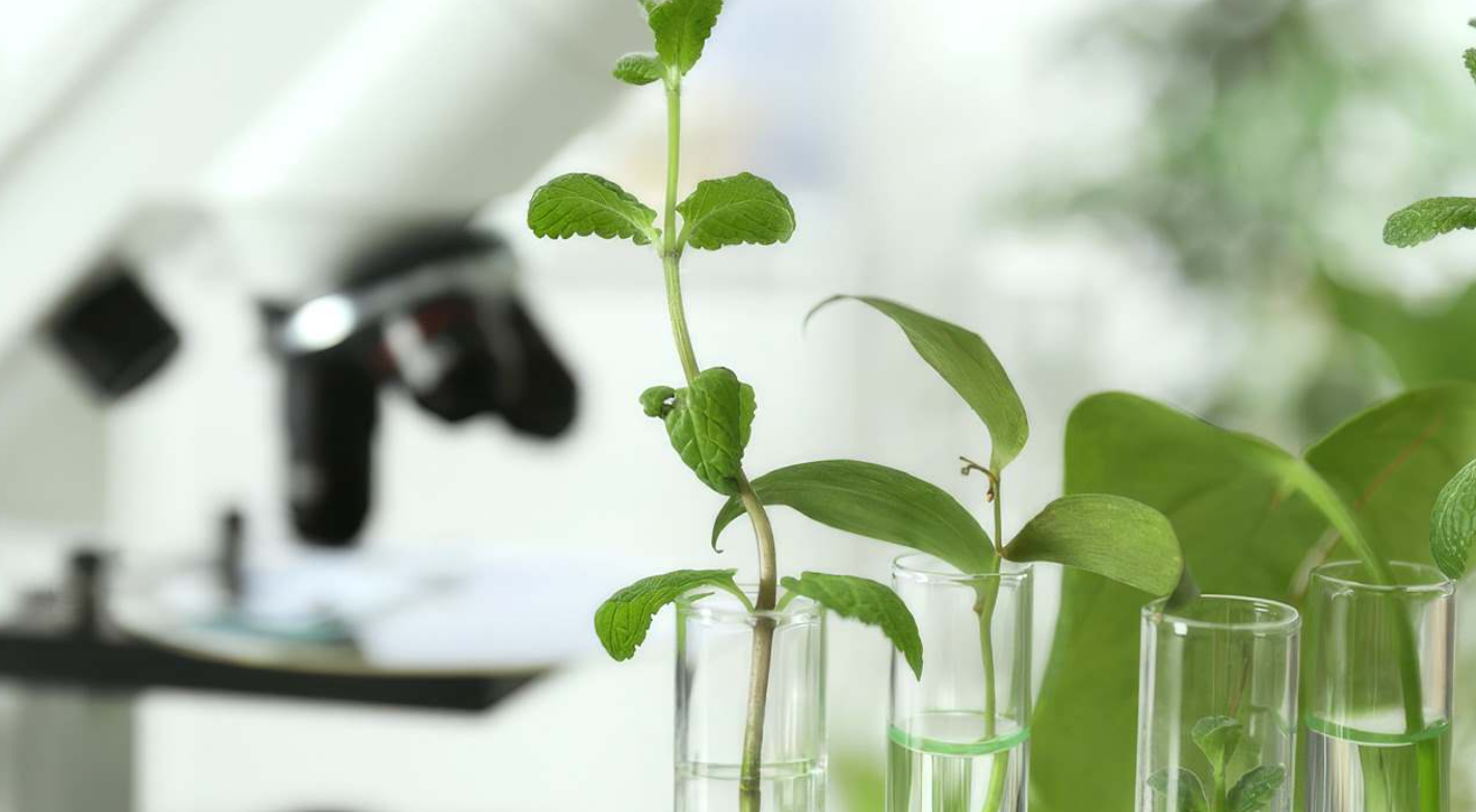 In Pursuit of Excellence: How Veganic Is Scaling for Success