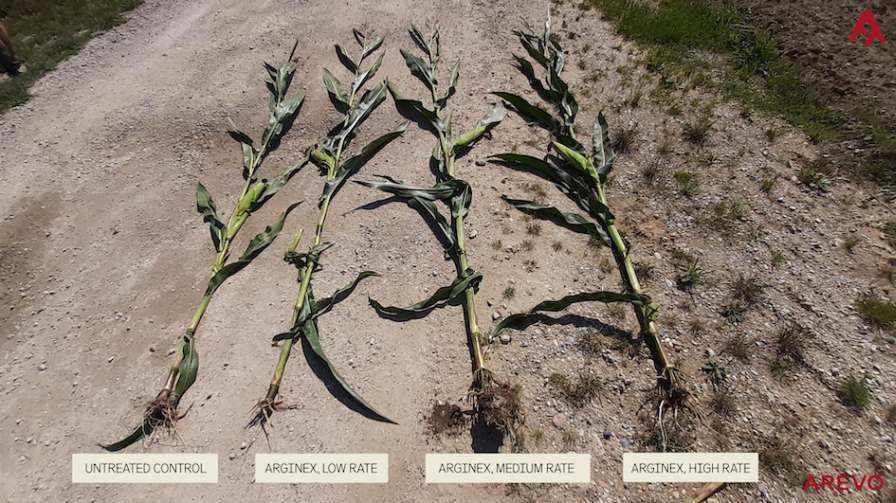 corn-plants-increasing-dose-side-by-side